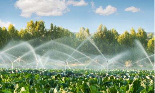 Irrigation Survey