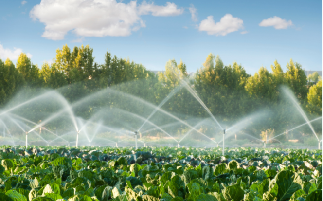 Irrigation Survey